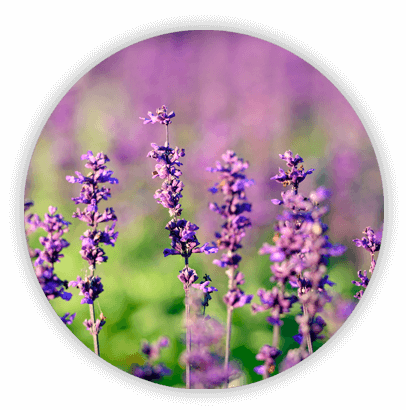 icon_home_2